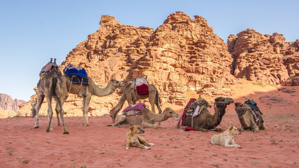 Fototapeta premium A group of camels and dogs resting in the Wadi Rum desert in Jor