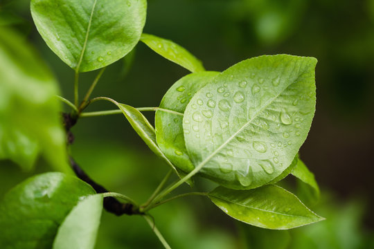Pear leaves with raindrops