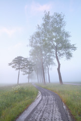 bike road between trees in mist