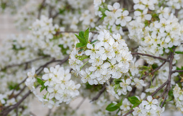 Branch with blossoming Ukrainian cherry closeup