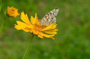 Painted Lady (Vanessa cardui) butterfly sucking nectar on a Coreopsis flower at summer time