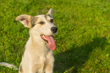 Outdoor portrait of positive mixed breed young dog