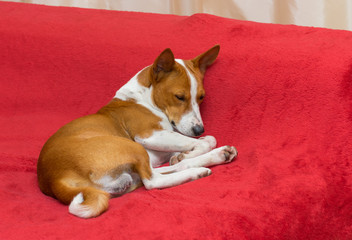 Basenji dog sleeping on a red sofa