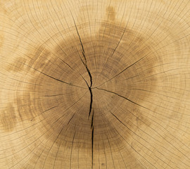 Large picture of a tree trunk cross section