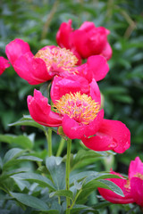 Bright peonies