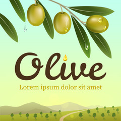 Label of green olives. Realistic olive branch on a background an olive farm. Design elements for packaging. Vector illustration