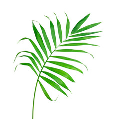Big Green Leaf of Fern Isolated On The White
