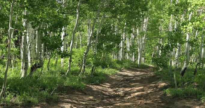 Beautiful mountain trail green Aspen tree forest. Uinta National Forest. Beautiful forest, trails, campgrounds, rock climbing and hiking. 4x4 ATV, UTV, motorcycle and jeep trails.
