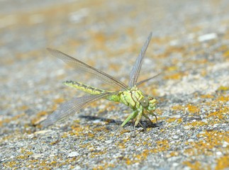 Green dragonfly (Ophiogomphus cecilia)