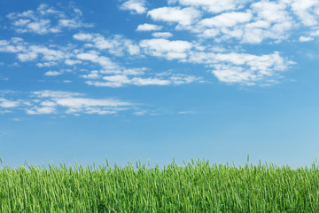 Obraz na płótnie Canvas Green wheat field and blue sky