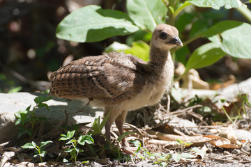 Portrait of a common turkey chicklet