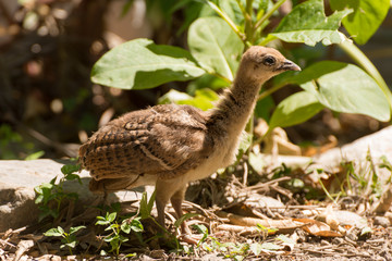 Portrait of a common turkey chicklet