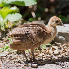 Portrait of a common turkey chicklet