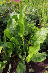 Meerrettich (Armoracia rusticana)