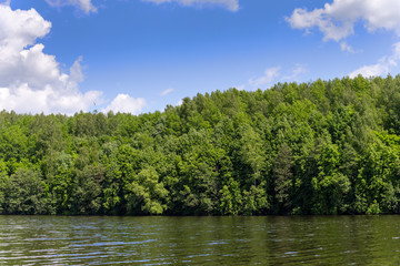 Trees along the shore of Lake