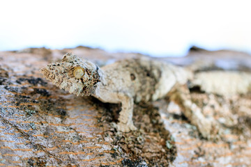 Mossy leaf-tailed gecko (Uroplatus sikorae) camouflaged on a tree in Madagascar