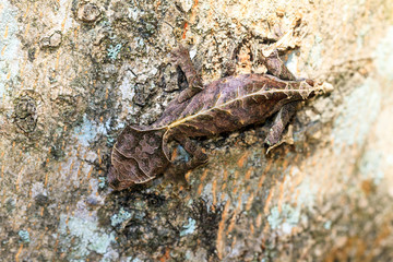 Satanic Leaf Tailed Gecko (Uroplatus phantasticus) camouflaged on a tree in Madagascar