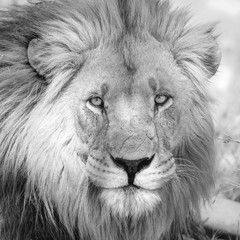 Portrait of African lion in dry Savannah in Botswana 