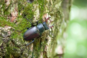 Stag beetle sitting on a tree bark