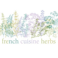 vector illustration of provence herbs.