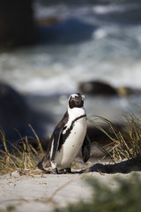 Fototapeta premium African penguin, South Africa
