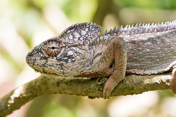 Beautiful camouflaged chameleon in Madagascar, presumably the Oustalets or Malagasy giant chameleon (Furcifer oustaleti)