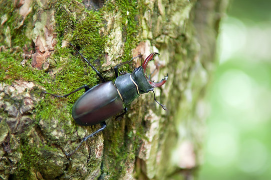 Stag beetle sitting on a tree bark