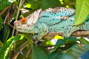 Beautiful camouflaged chameleon in Madagascar, presumably the Parsons chameleon (Calumma parsonii) 