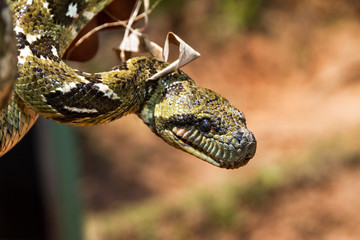 Malagasy or Madagascar tree boa (Sanzinia madagascariensis) close up portrait