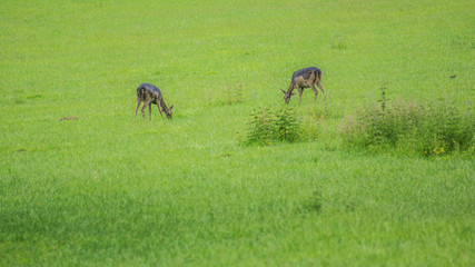 Rotwild © Mathias Karner