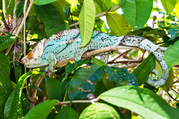 Beautiful camouflaged chameleon in Madagascar, presumably the Parsons chameleon (Calumma parsonii) 