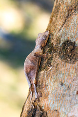 Satanic Leaf Tailed Gecko (Uroplatus phantasticus) camouflaged on a tree in Madagascar