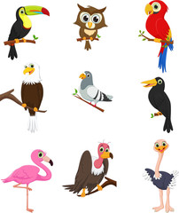 Bird cartoon collection