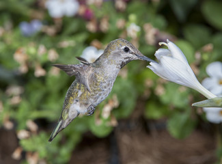 Female Anna's Hummingbird (Calypte anna) feeding at a Hosta flower