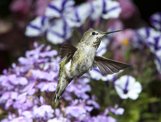 Fototapeta premium Female Anna's Hummingbird (Calypte anna) in flight