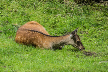 Rotwild © Mathias Karner
