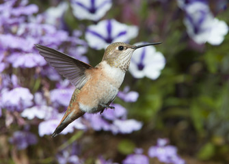 Female Rufous Hummingbird (Selasphorus rufus)