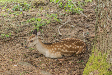 Rotwild © Mathias Karner