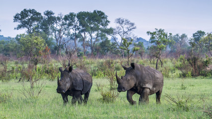 Fototapeta premium Southern white rhinoceros in Kruger National park, South Africa