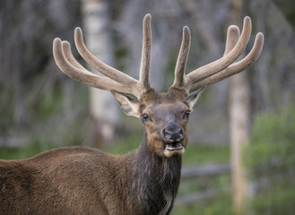 Obraz premium Elk in Rocky Mountains National Park, Colorado