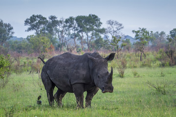Fototapeta premium Southern white rhinoceros in Kruger National park, South Africa