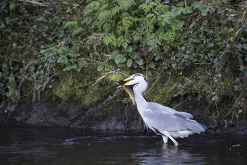 Grey Heron (Ardea cinerea)