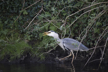 Grey Heron (Ardea cinerea)