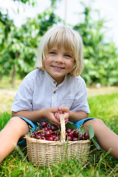 Smiling boy holding  basket with fresh picked cherry in hand in cherry garden
