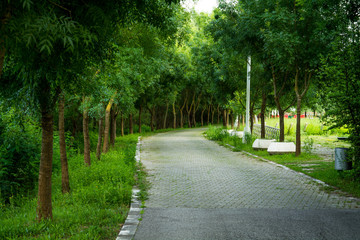 Fototapeta na wymiar Path through park