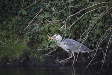 Grey Heron (Ardea cinerea)