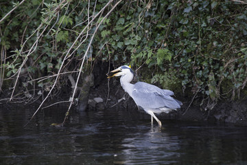 Grey Heron (Ardea cinerea)