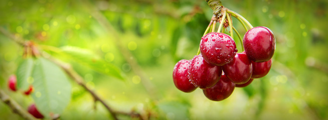 Sweet big cherries on a branch close up.