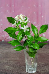 Orange jasmine flower