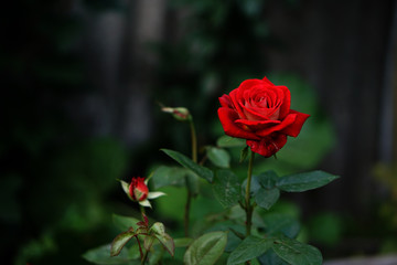 Red rose
